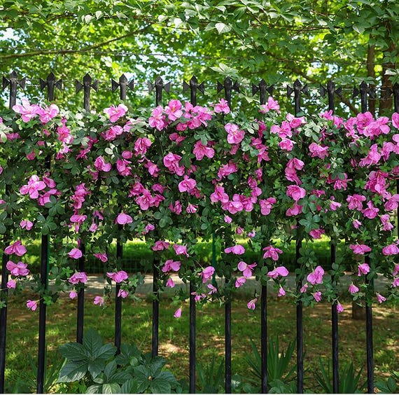 rhododendron obtusum kermesina rose Jetzt Japanische Azalee 'Kermesina Rose' online kaufen bei Bohlken  Pflanzenversand  Bohlken Pflanzenversand GbR