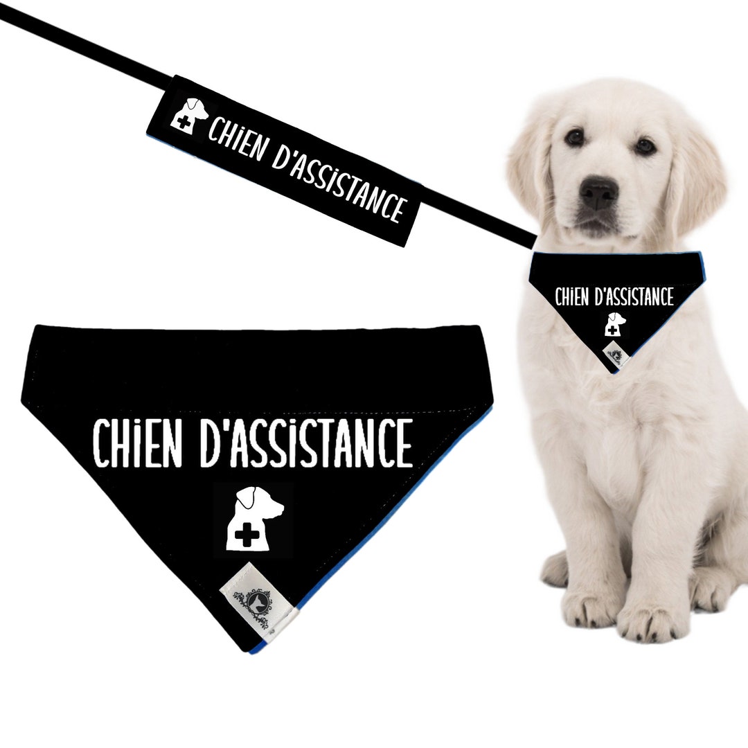Set of leash sleeve and bandana - I AM NERVOUS