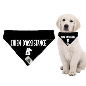 May include: Black bandana with white text that reads "CHIEN D'ASSISTANCE" and a white silhouette of a dog with a cross on its chest. The bandana is worn by a white dog.