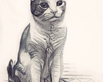 Charcoal drawing of cat