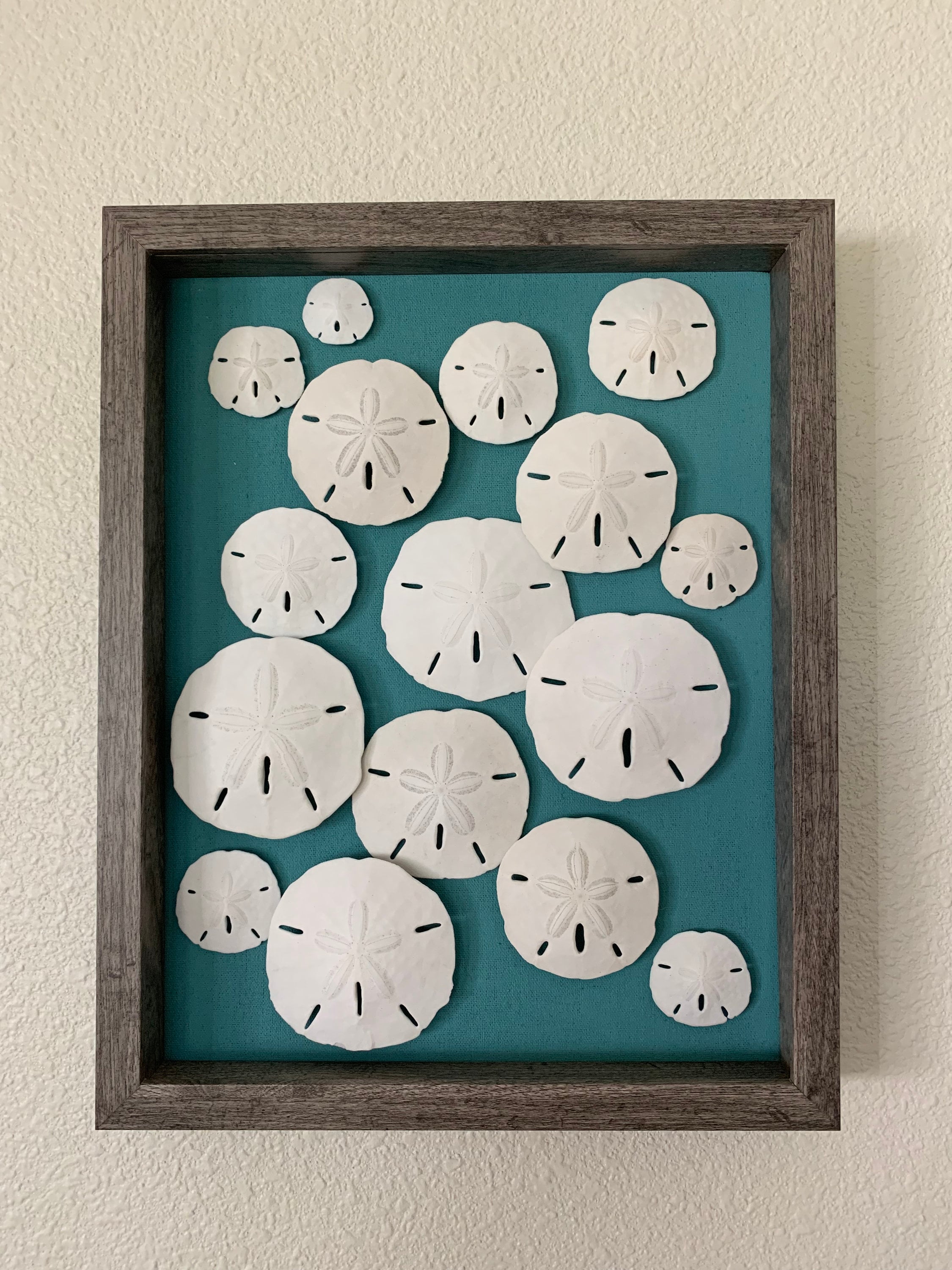 Sand Dollar Shadow Box