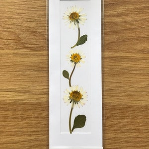 REAL Pressed Flower Bookmark, Botanical Bookmark, Gardeners Gift, Reading Gift, Forget Me Nots, Daisy Bookmark. Flower Bookmark. Buttercup Daisies - No. 1