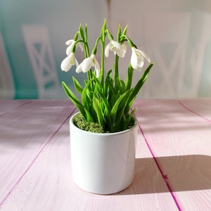 Può includere: Un vaso di ceramica bianca con un piccolo gruppo di fiori bianchi di bucaneve e foglie verdi. Il vaso è su una superficie di legno rosa.