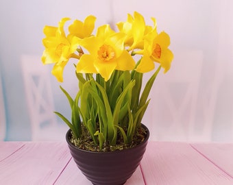 Jonquilles en pot