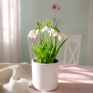 May include: A white ceramic pot containing snowdrop flowers. The flowers have white petals and green stems and leaves. The pot is on a pink table, with a white cloth draped to the side. A clock is visible on the wall in the background.