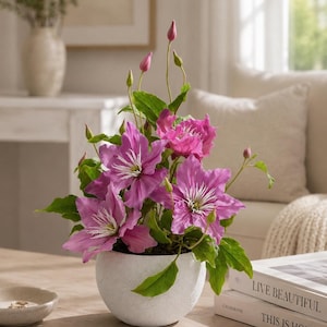 Peut inclure: Un pot en céramique blanc texturé rempli de fleurs de clématites violettes vibrantes et de feuilles vertes. L'arrangement est posé sur une table en bois clair, avec un petit plat et des livres en arrière-plan. Les fleurs ont des centres rayés blancs.