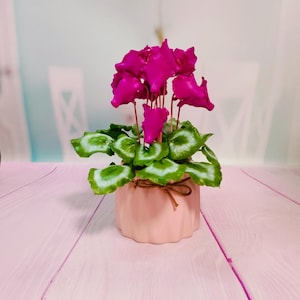 Cyclamen in the pot-Polymer clay flower-Cold porcelain-Flower arrangement-Real touch flower-Botanical sculpture-Handmade Floral Decor