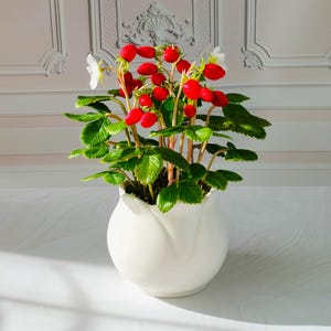 Puede incluir: Una maceta de cerámica blanca con una planta verde de hojas con bayas rojas. La planta está en una maceta blanca de forma redonda.
