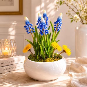 May include: A white ceramic pot filled with blue and yellow flowers. The blue flowers have a grape-like shape, and the yellow flowers are small and round. The pot sits on a wooden surface, with a candle holder and books in the background.