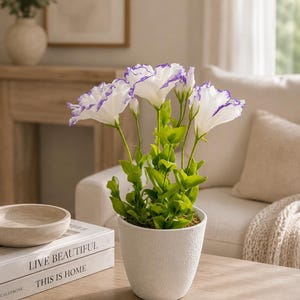 Könnte beinhalten: Eine Topfpflanze mit weißen Blüten mit lila Rändern und grünen Blättern. Die Pflanze steht in einem strukturierten weißen Topf auf einem hellen Holztisch. Bücher mit dem Text "LIVE BEAUTIFUL" und "THIS IS HOME" sind zu sehen.