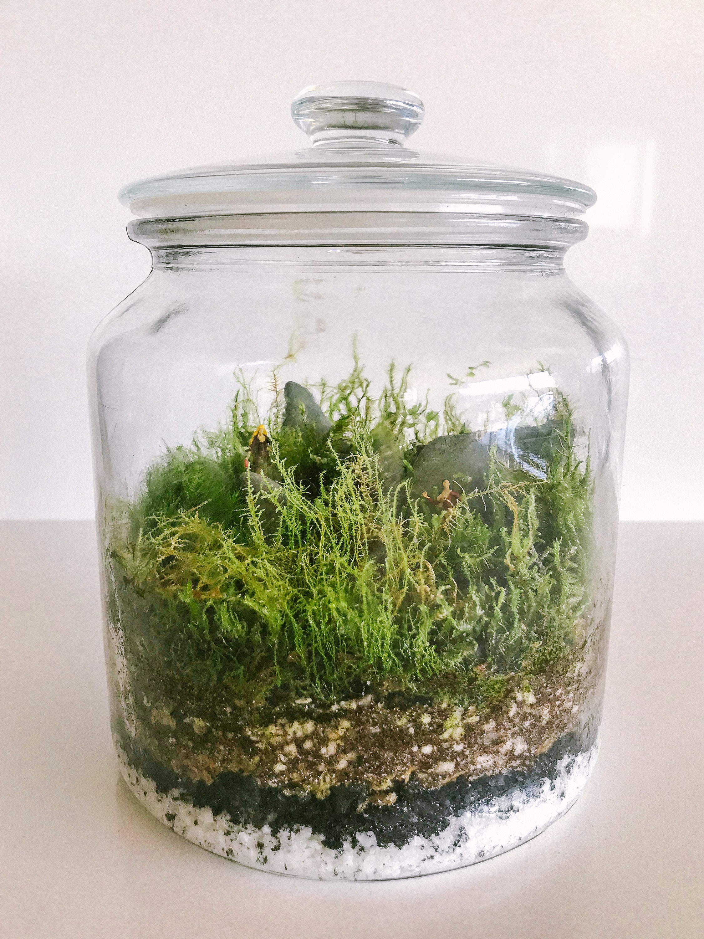 Classic Glass Terrarium Mossarium Etsy