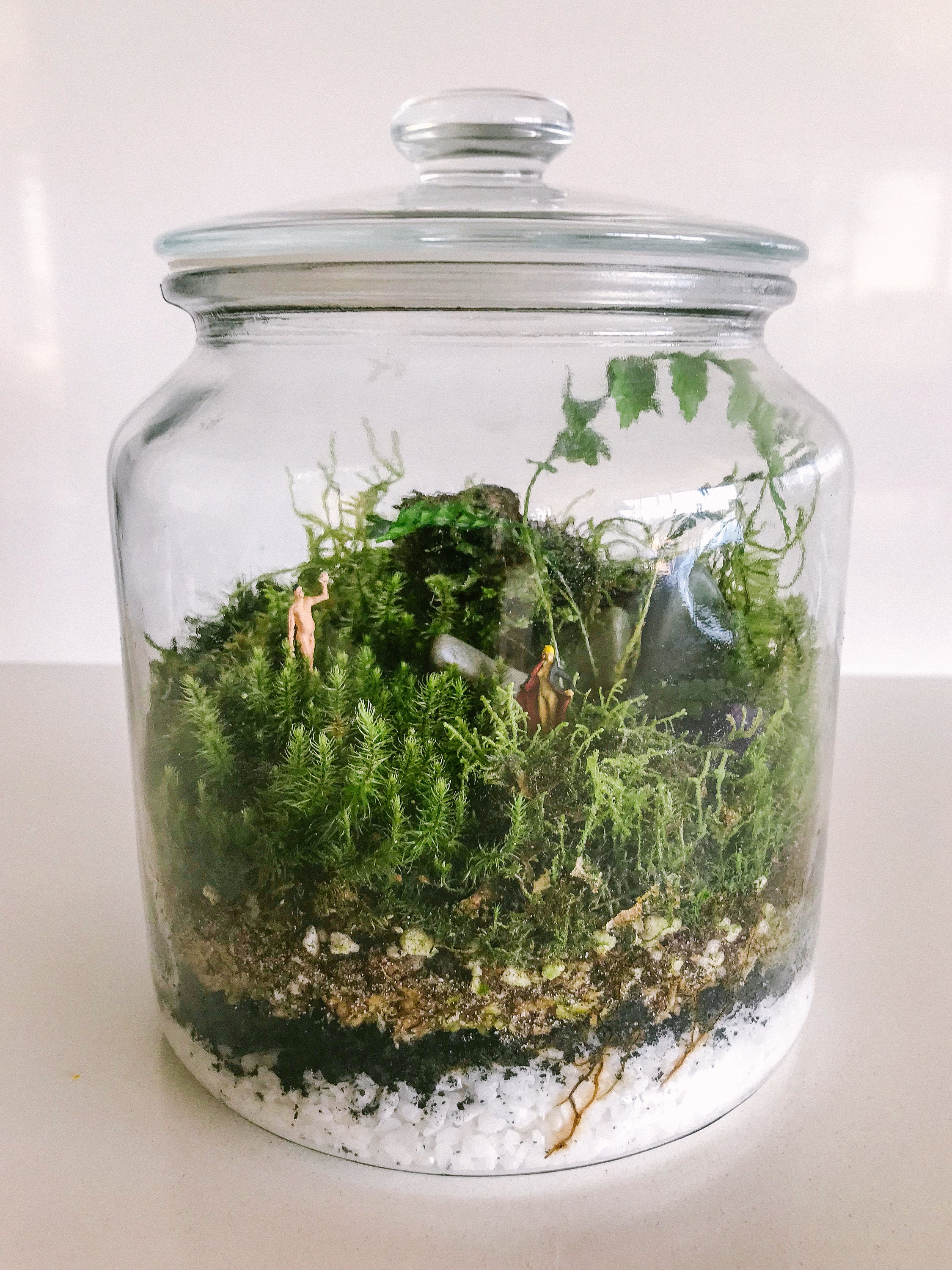 Classic Glass Terrarium Mossarium Etsy