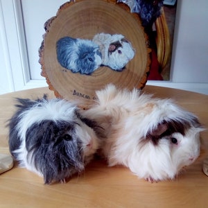 May include: Two long-haired guinea pigs, one black and white and one white with brown markings, are sitting on a wooden table. The guinea pigs are looking at the camera. The black and white guinea pig has a fluffy white mane. The white guinea pig has a fluffy white mane and a brown patch on its head. The table is made of light wood.