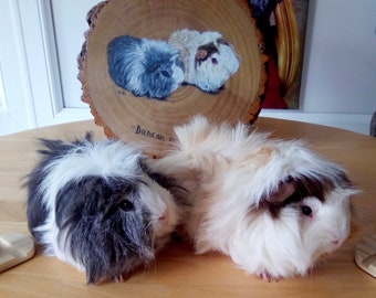 Pet portrait, guinea pig, hand painted, large, custom pet portrait, guinea pig painting, guinea pig gifts, pet loss, personalised pet art