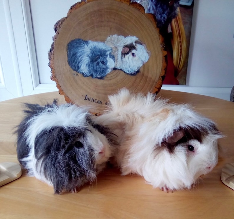 May include: Two long-haired guinea pigs, one black and white and one white with brown markings, are sitting on a wooden table. The guinea pigs are looking at the camera. The black and white guinea pig has a fluffy white mane. The white guinea pig has a fluffy white mane and a brown patch on its head. The table is made of light wood.