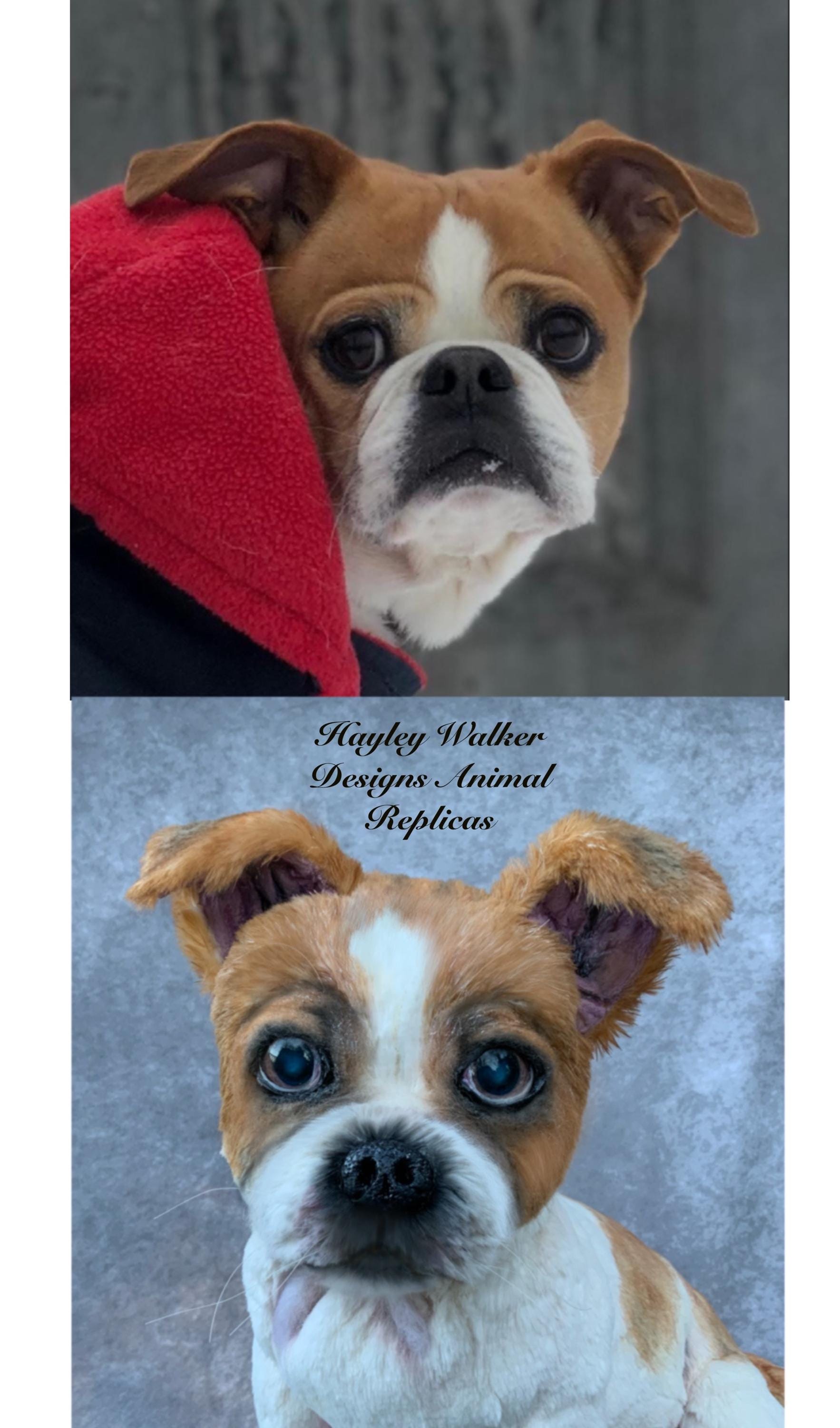 Custom Made Dog, Life Size, Dog Replica, Poseable, Soft Sculpture ...