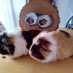 May include: Two guinea pigs, one brown and white, the other black and white, are sitting on a wooden table. A wooden slice with a painted image of two guinea pigs is behind them.