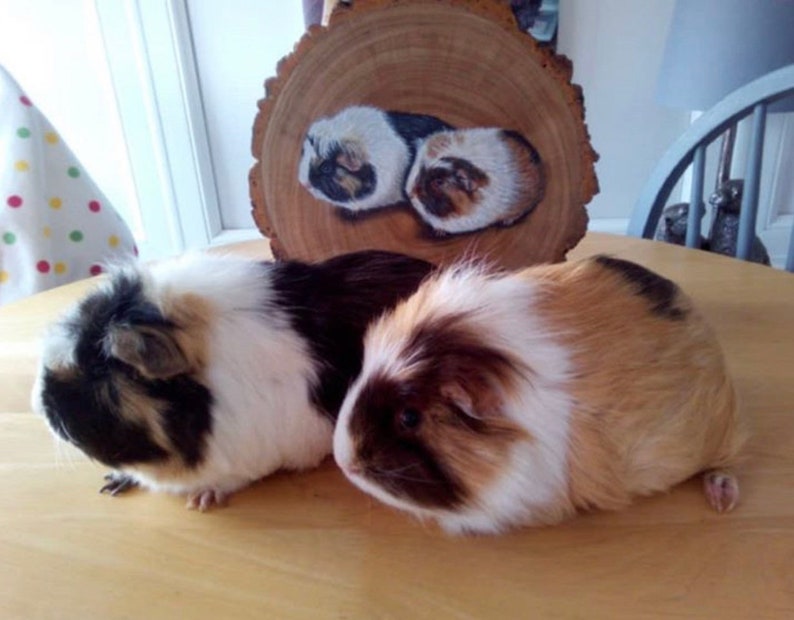 May include: Two guinea pigs, one brown and white, the other black and white, are sitting on a wooden table. A wooden slice with a painted image of two guinea pigs is behind them.