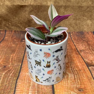 May include: A small potted plant with variegated leaves in a white ceramic pot with a cat pattern. The pot has a brown rim.
