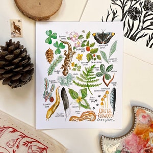 Redwood art print coastal redwood ecosystem California mushroom forest watercolor north coast PNW scientific botanical flora and fauna print