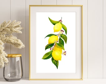 Limón acuarela impresión flores de limón impresión de cítricos para cocina minimalista cabaña núcleo fruta arte original primavera gouche Italia galería