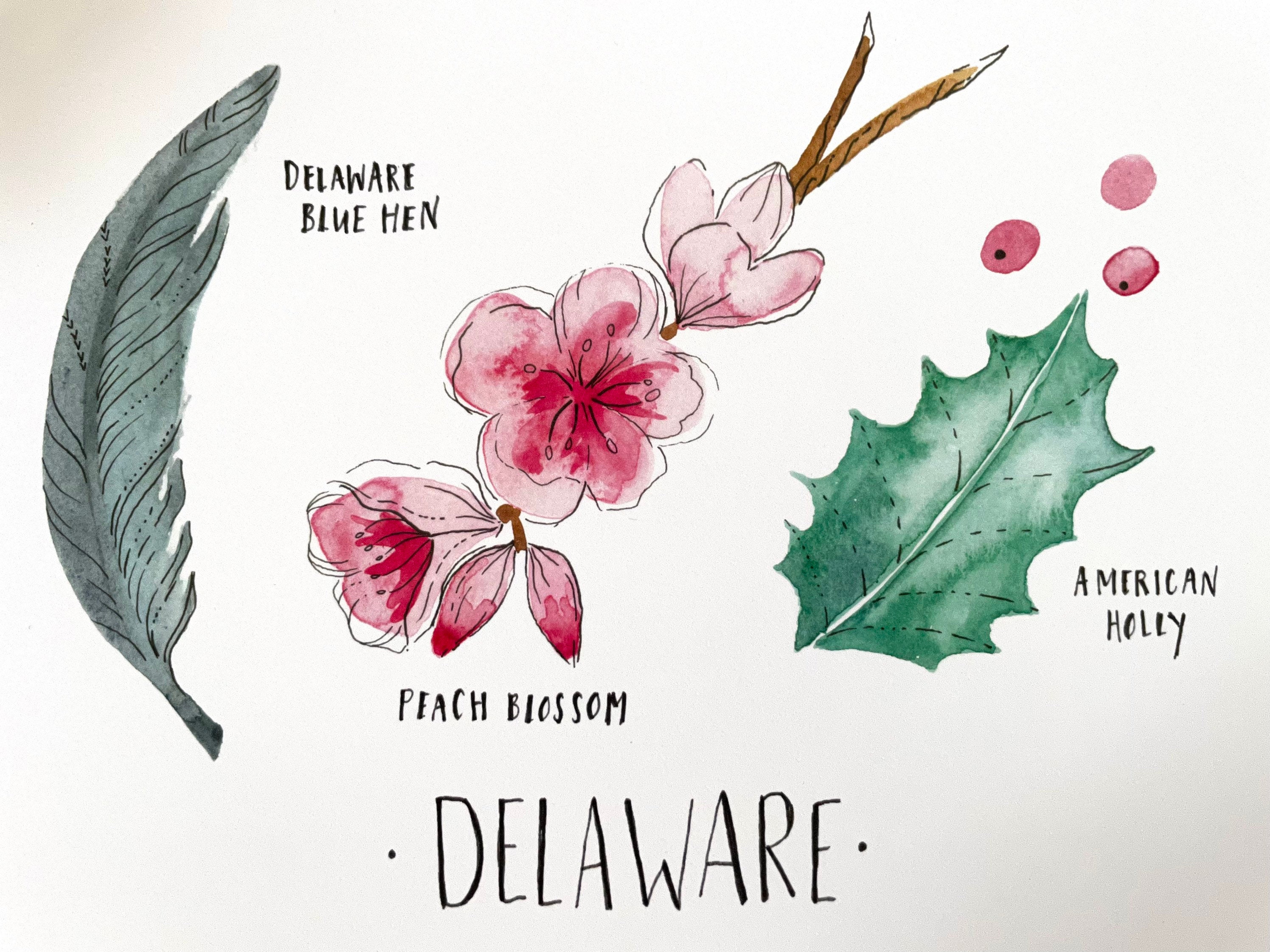 Delaware State Flower State Bird State Tree Art Print Delaware Etsy