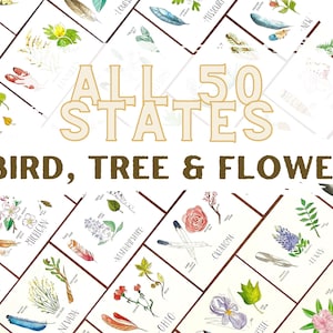 State flower art print all 50 states State flower state bird state tree flora and fauna U.S. cottage core botanical illustration poppy