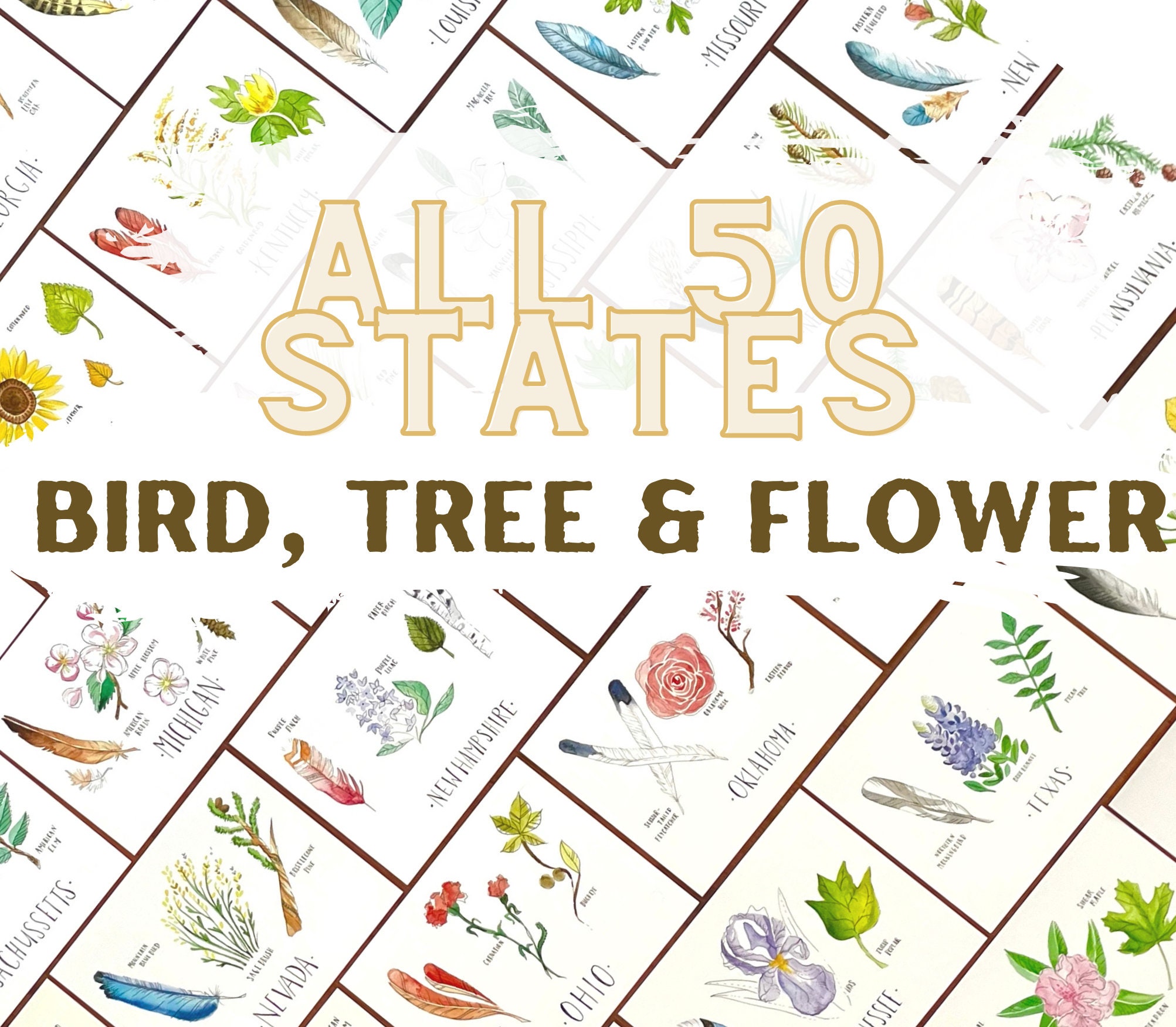 State Flower Art Print All 50 States State Flower State Bird