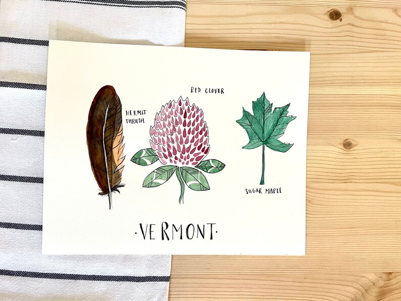 Vermont State Flower State Bird State Tree Watercolor Art - Etsy