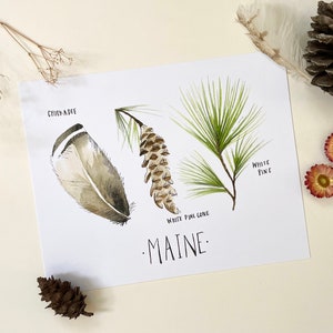 Maine state flower state tree state bird botanical Maine art state print 8x10 watercolor gift housewarming