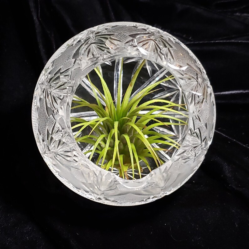 Crystal Glass Bowl/Terrarium/Air plant/Vintage/ Beautiful Gift Etsy
