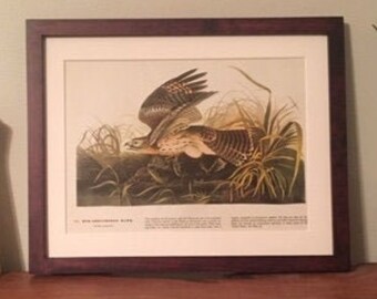 Red-Shouldered Hawk 1953 Vintage John James Audubon Framed Illustration