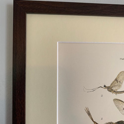 Vintage shops (ca. 1900) Denton Insects Framed Lithograph