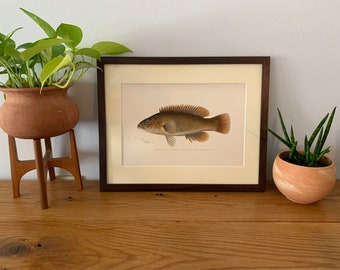 SFD33 Bergall Cunner Fish Species Illustration Poster