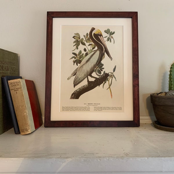 Vintage (1953) Brown Pelican Framed Audubon Print