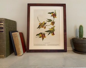 Yellow Warbler Bird 1953 Vintage John James Audubon Framed Illustration