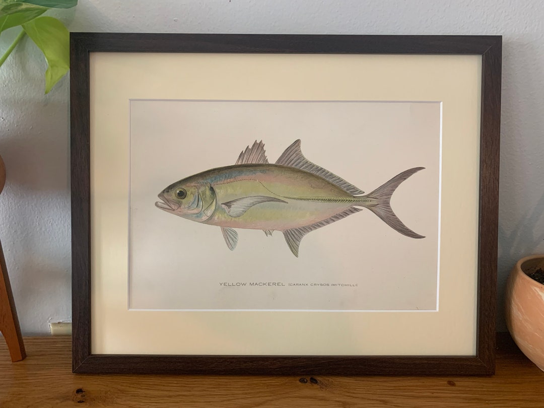 Vintage Yellow Mackerel Fish Gerahmte Original Lithographie ca. 1900