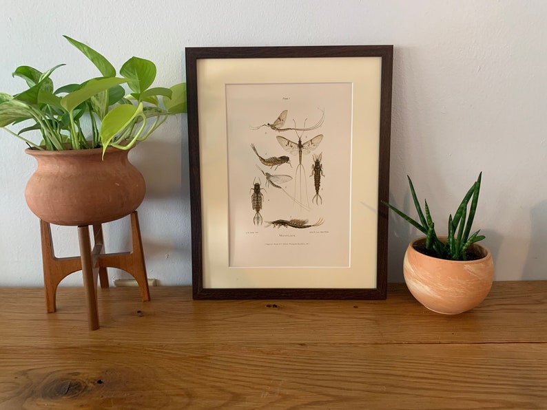 Vintage shops (ca. 1900) Denton Insects Framed Lithograph