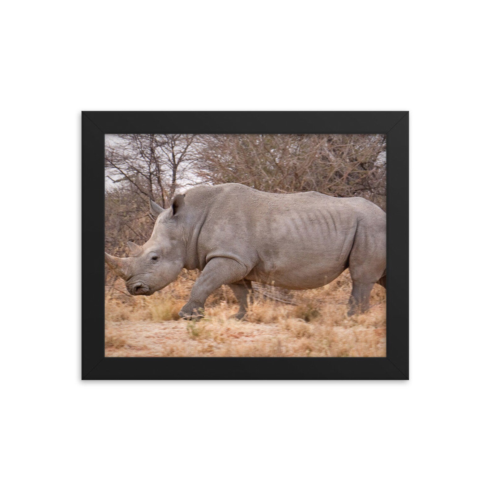 White Rhino Framed poster | Etsy