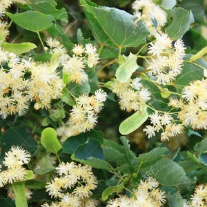 Tilia Americana - Linden tree seeds, Bee Tree, flowering tree, garden, plants, crafts