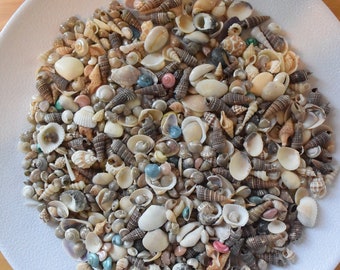 Small Seashell Mix, Tiny Sea Shell Lot, Beach Wedding Decor, Sea Shells for Crafts