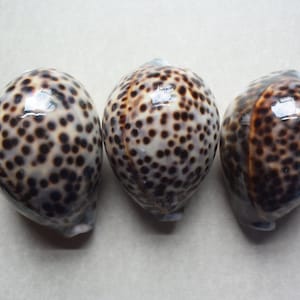 May include: Three smooth, oval-shaped seashells with a mottled brown and white pattern. The shells have a glossy finish and are arranged in a row.