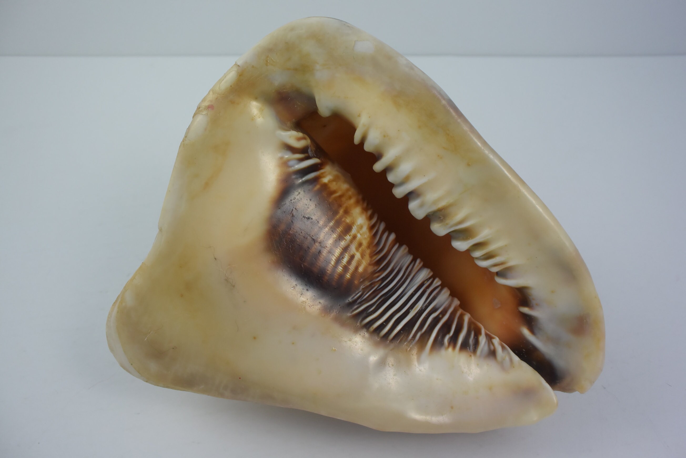 Vintage Queen Helmet Conch Shell Cassis Tuberosa Display Etsy