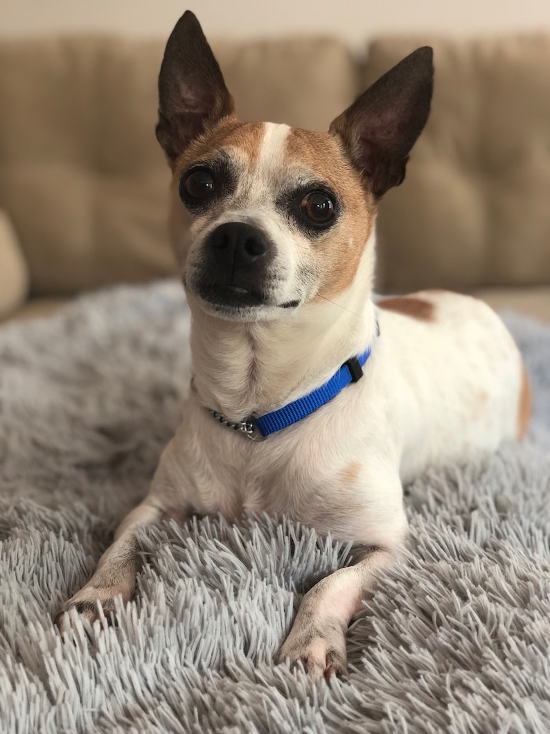 Puede incluir: Un peque&ntilde;o perro blanco y marr&oacute;n con ojos negros y un collar azul est&aacute; acostado en una alfombra gris y esponjosa.