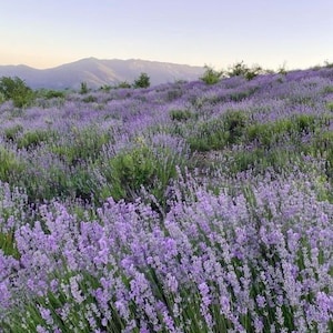 May include: A field of purple lavender flowers in full bloom, with a mountain range in the background.