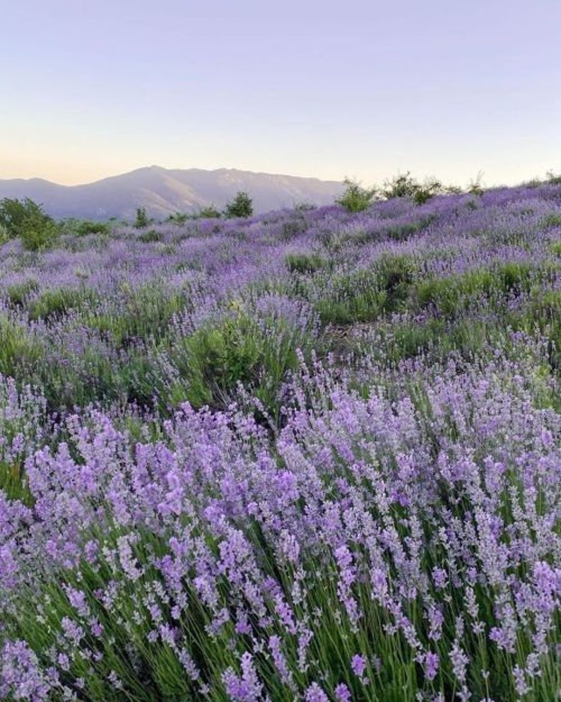 May include: A field of purple lavender flowers in full bloom, with a mountain range in the background.