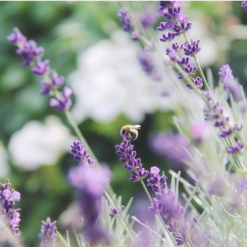 May include: A bee pollinating purple lavender flowers in a field.