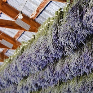May include: Bundles of dried lavender flowers hanging from the ceiling of a barn. The lavender is a light purple color and is arranged in rows.
