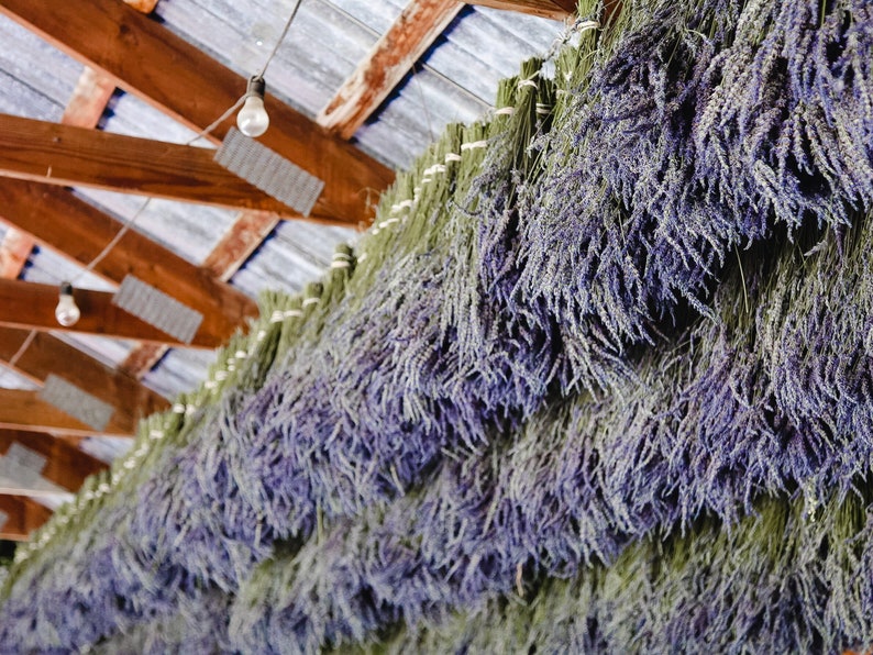 May include: Bundles of dried lavender flowers hanging from the ceiling of a barn. The lavender is a light purple color and is arranged in rows.