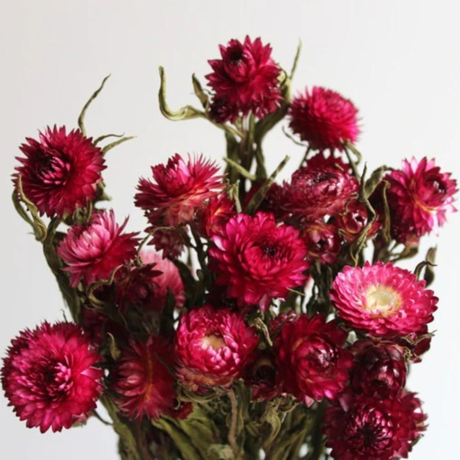 Straw Roses Strawflowers, Straw Flowers, Dark Pink Straw Flowers, Dried Flowers ...